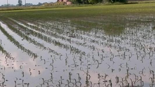 Maltempo, agricoltura in ginocchio nel Lazio