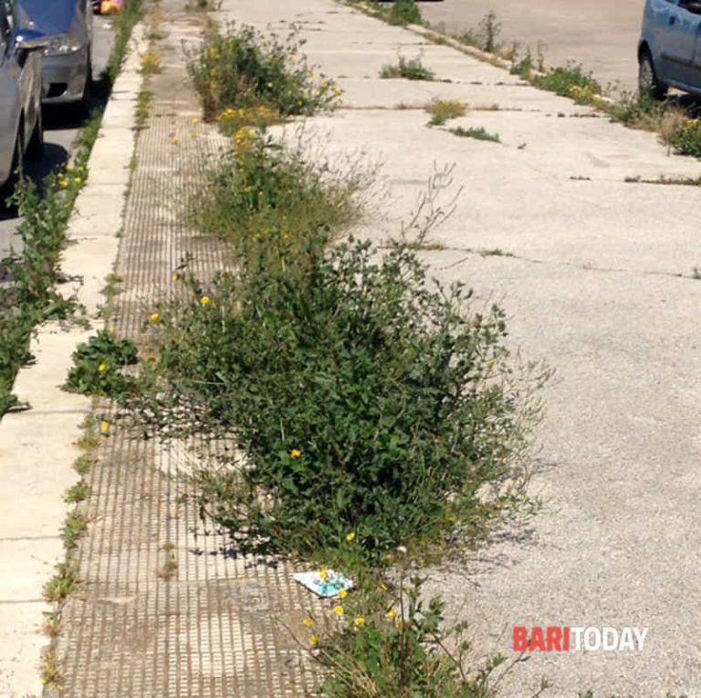 Roma, Da lunedì in campo decine di uomini e mezzi per ripulire le erbacce. Sfalcio e potature straordinarie in tutti i Municipi