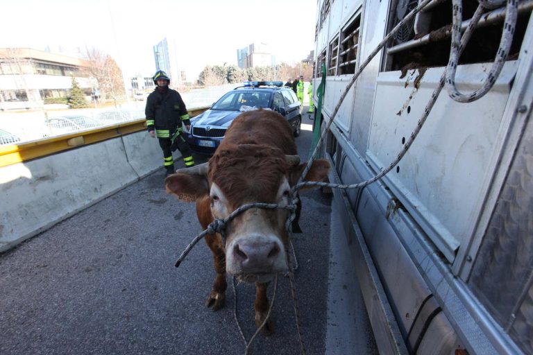 Tragedia a Belluno, toro imbizzarrito uccide un veterinario