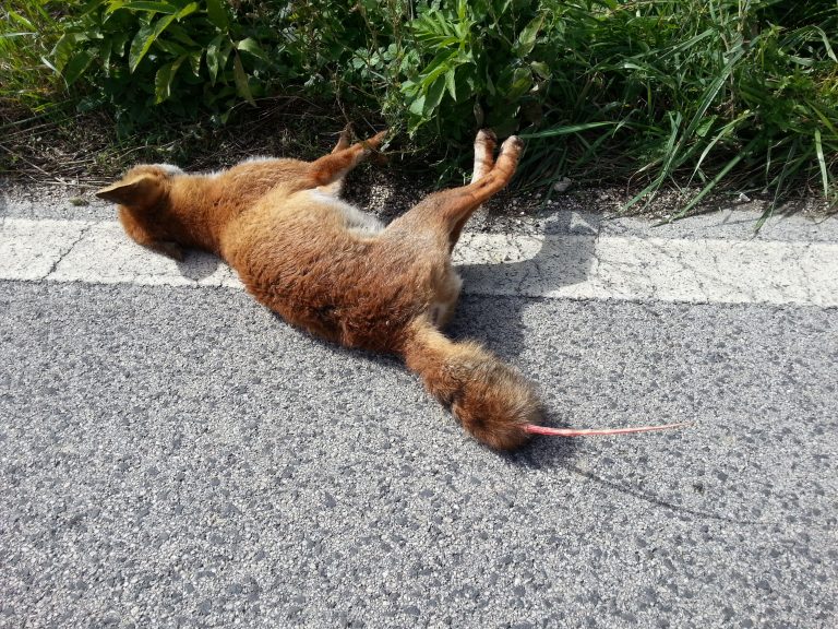 Ladispoli, è allarme per le volpi e gli animali protetti travolti dagli automobilisti