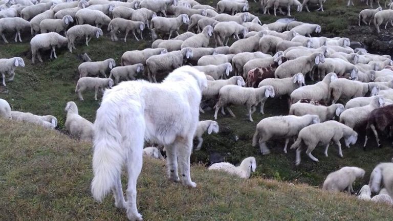 Coppia di lupi attaccano un gregge in pieno giorno