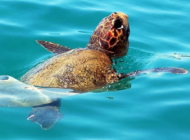 Palermo, liberate le tre tartarughe della specia caretta caretta