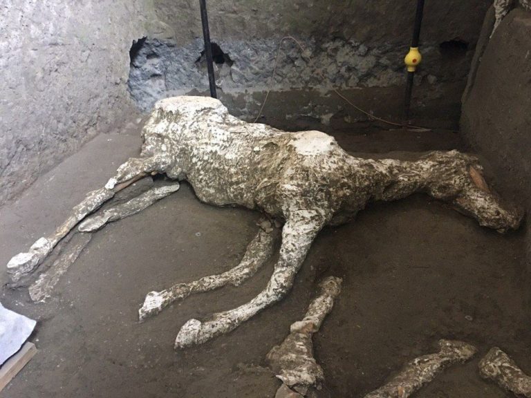 Pompei, straordinaria scoperta all’interno degli scavi archeologici: rinvenuto un cavallo con una ricca bardatura militare