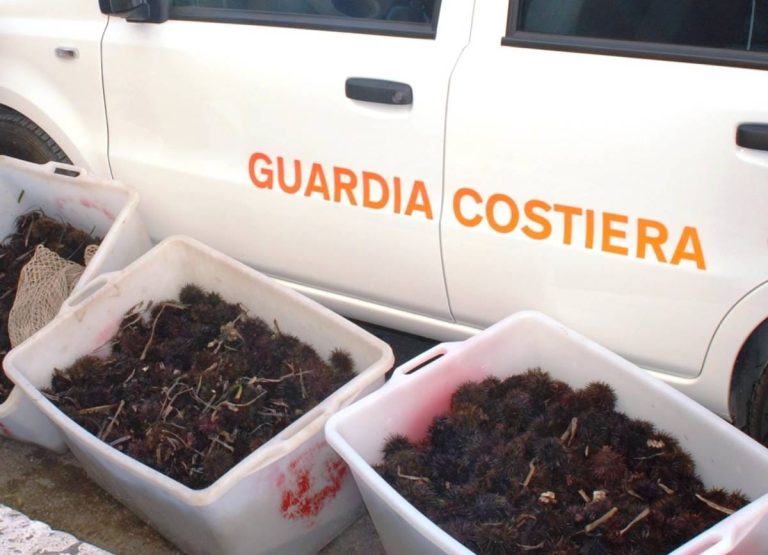 Santa Marinella, ingente sequestro di ricci di mare di Guardia Costiera e Carabinieri