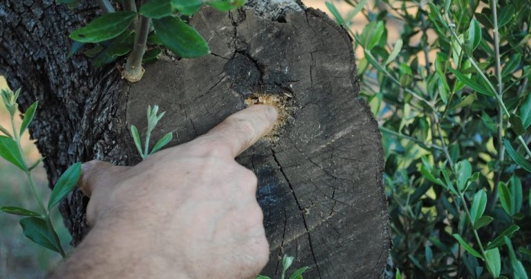 Toscana, individuato il primo caso di Xylella, un batterio che attacca e secca le piante