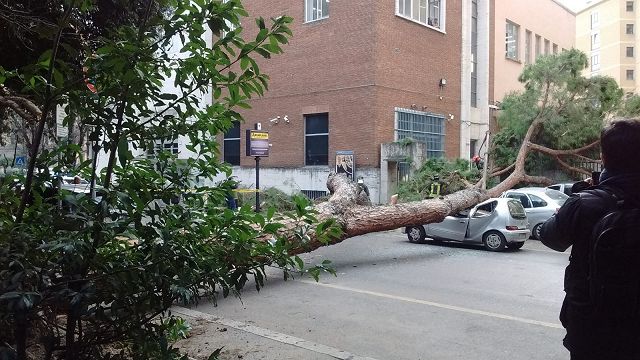 Roma, un pino cade in viale Mazzini: ferite due persone. Esplode la polemica sullo stato degli alberi nella Capitale