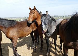 Volterra (Pisa), otto cavalli morti in un centro di cura per animali: indagano i carabinieri