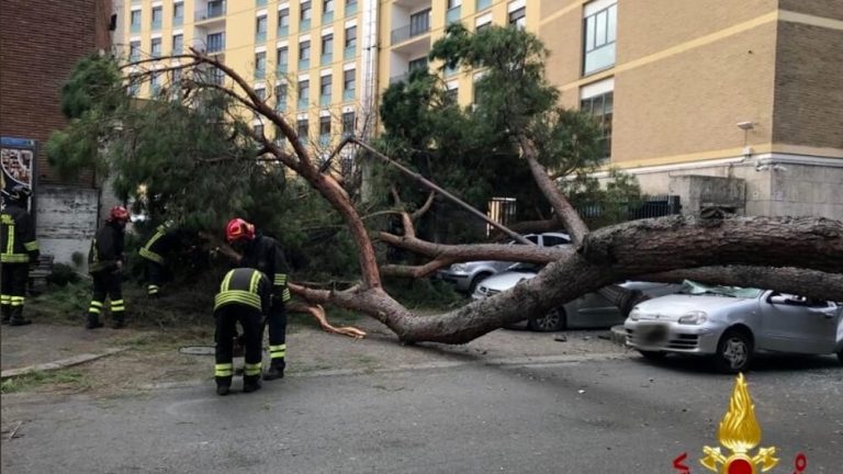 La Raggi vuole eliminare gli alberi piantati 90 anni fa dal regime fascista: “Molti arrivati a fine vita”