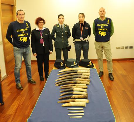 Genova, la Finanza sequestra 13 zanne di elefante