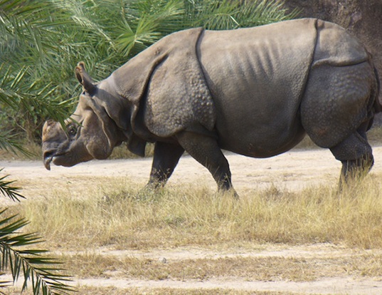 Specie a rischio: i rinnoceronti di Giava e i coccodrilli delle Filippine