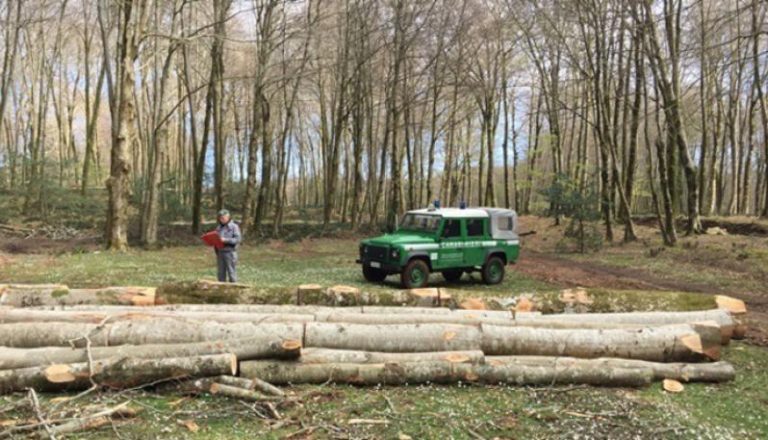 Oppido Mamertina (Reggio Calabria), arresti domiciliari  per un 54enne accusato di aver tagliato abusivamente 192 alberi di leccio