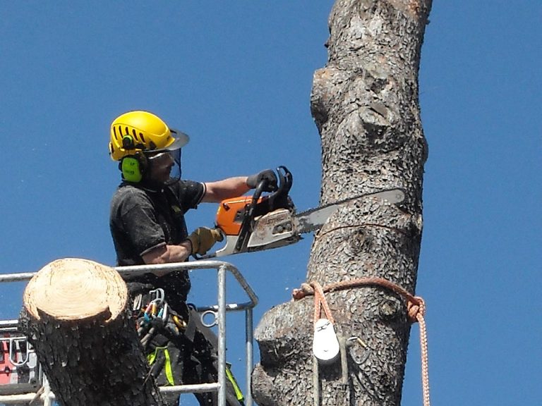 L’appello dell’urbanista Simoncini: “Non abbattere indiscriminatamente le alberature di Roma”