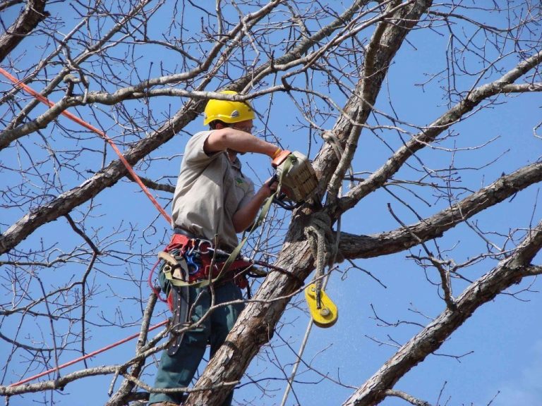 La Multiservizi ha pubblicato l’agenda del verde di marzo 2019