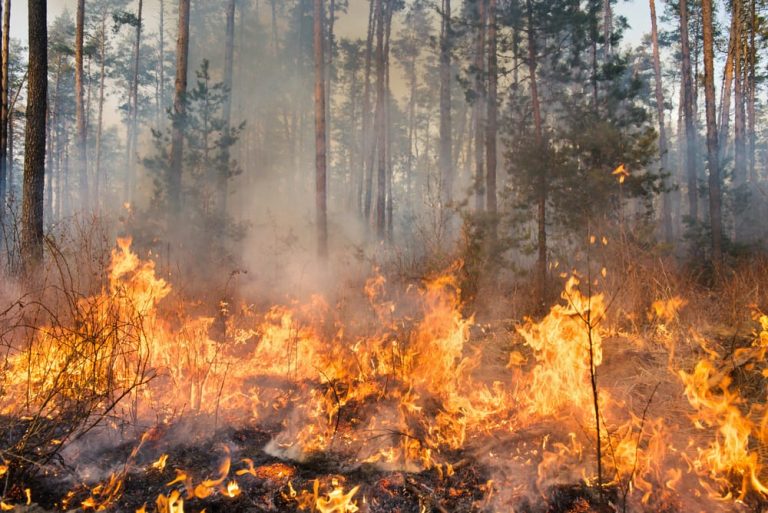 Giornata delle Foreste, Coldiretti: +1700% incendi con cambio clima