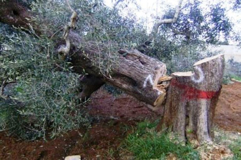 Xylella, cento sindaci della provincia di Lecce si dimettono