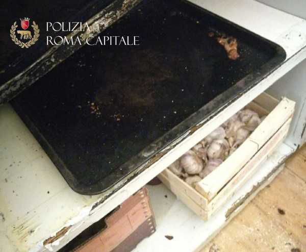 Roma, San Pietro: presenza di blatte e gravi condizioni igienico-sanitarie. Chiuso un ristorante della zona