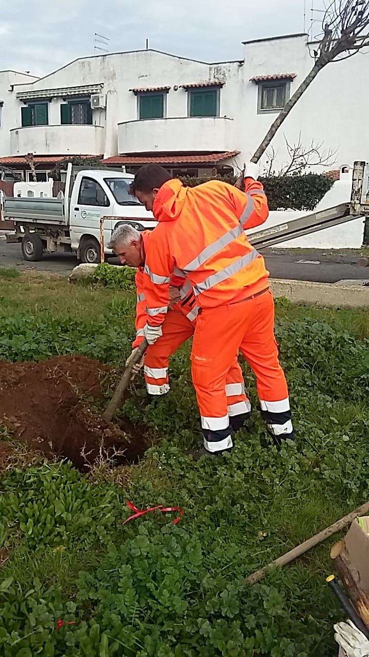 CERVETERI: MULTISERVIZI PUBBLICA PROGRAMMAZIONE INTERVENTI SUL VERDE ULTIMA SETTIMANA DI NOVEMBRE