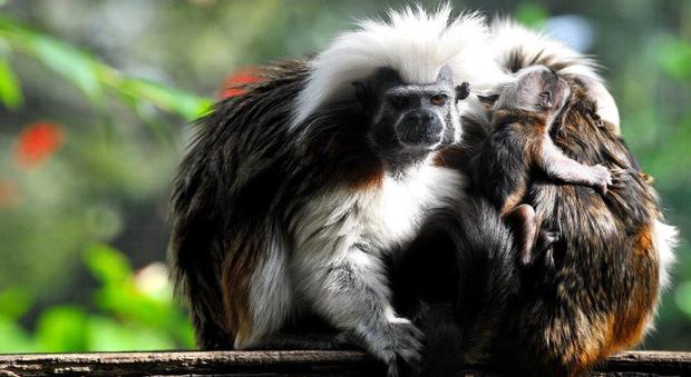 Fiocchi azzurri e rosa al Bioparco di Roma