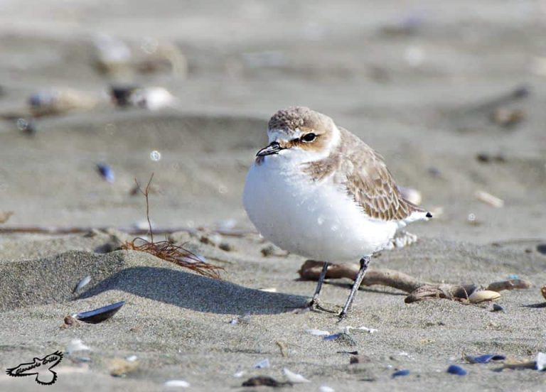 Ambiente, cercasi volontari per difendere i nidi del fratino alla Palude di Torre Flavia