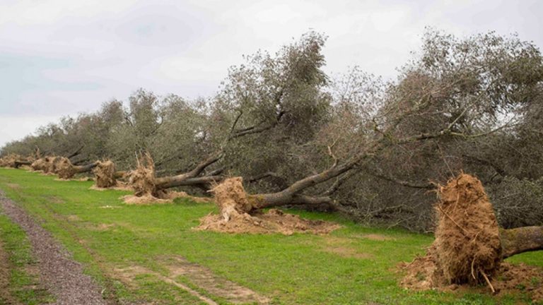 Ambiente, il batterio Xylella mette a rischio le piante in Europa: grido d’allarme dell’Efsa