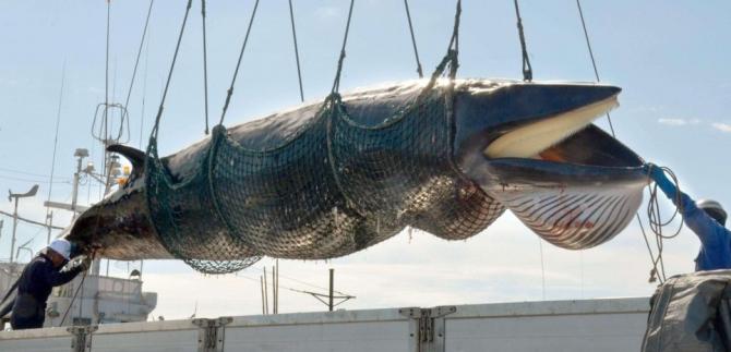 Il Giappone riprende la caccia alle balene per scopi commerciali