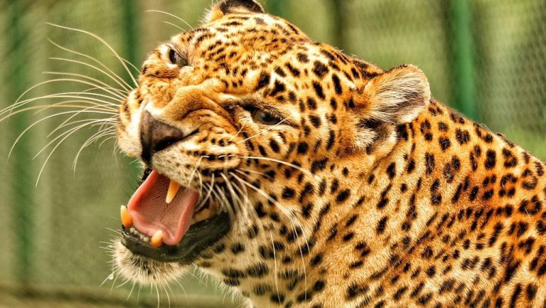 Sudafrica, un leopardo ha ucciso un bimbo di due anni nel parco del Kruger