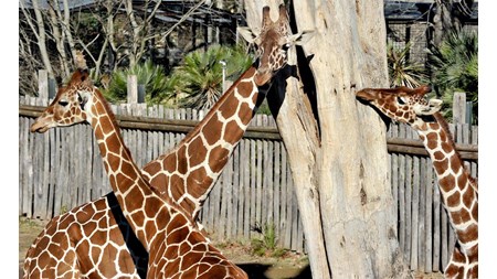 Fondazione Bioparco di Roma: domenica 23 giugno ‘Giraffa, un animale da record!’