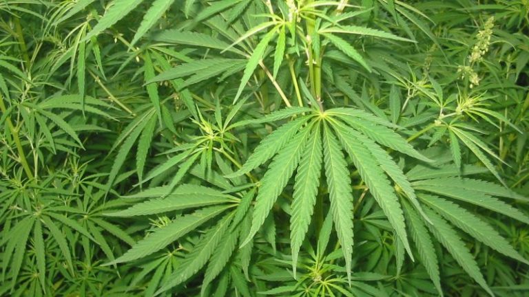 Primi sequestri dei derivati della cannabis light