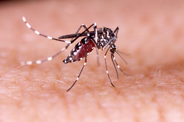 Brasile, in forte aumento il numero di decessi febbre dengue trasmessa dalle zanzare