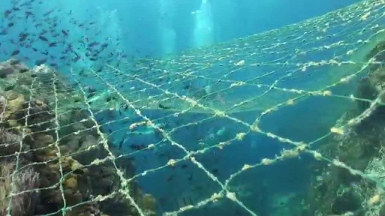 Capodogli vittime del famigerato ‘killer dei mari’