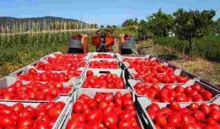 Foggia, giro di vite contro il caporalato: ai domiciliari due imprenditori agricoli