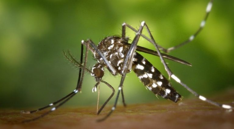 Zanzare, al via gli interventi di disinfestazione