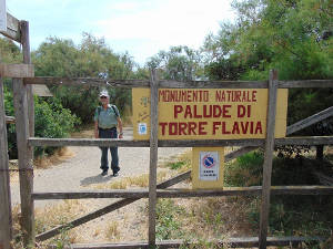 Campo di Mare, cinque alberi di tamerice all’ingresso della Palude di Torre Flavia