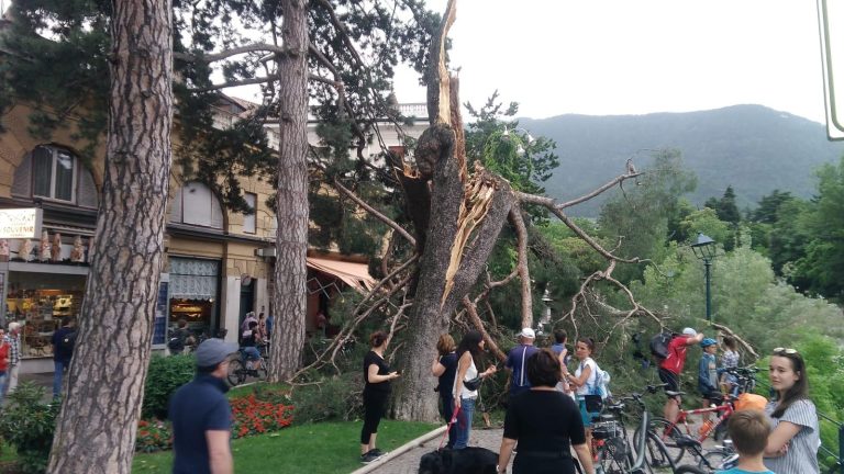 Merano (Bolzano), crolla in albero e travolge due turisti tedeschi: ricoverati in gravi condizioni