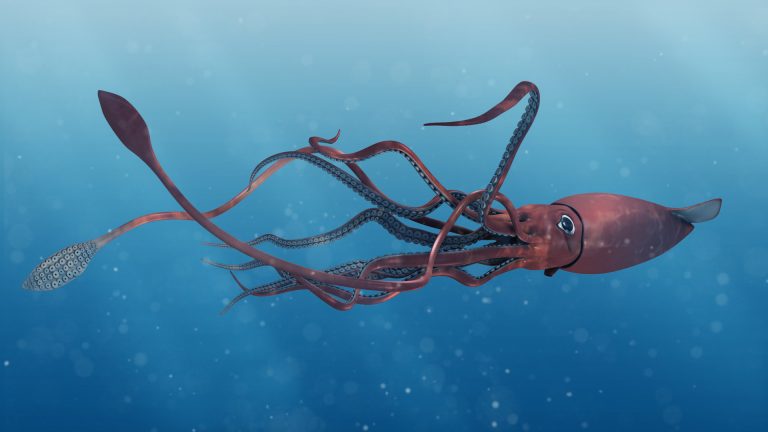 Golfo del Messico, un sottomarino Usa ha fotografato a 750 metri di profondità un calamaro gigante lungo quasi quattro metri