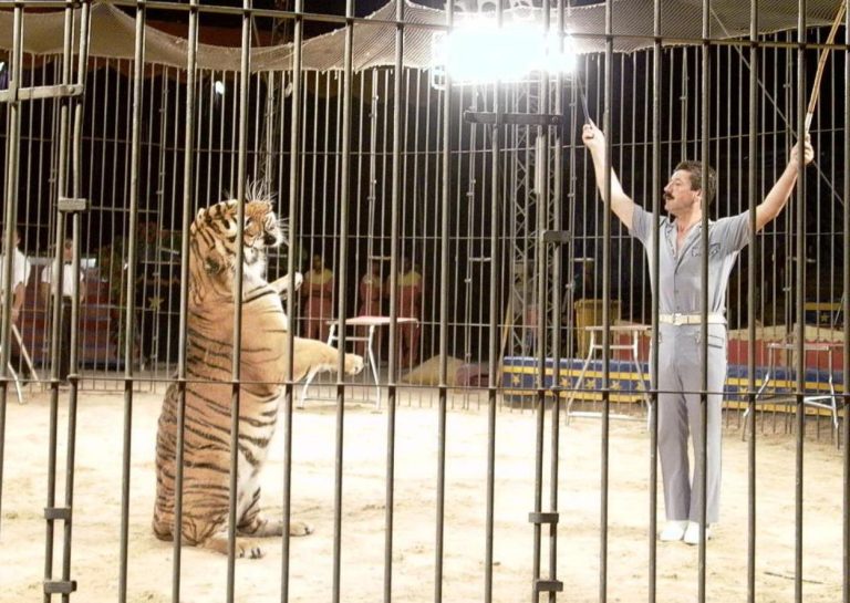 Triggiano (Bari), tragica morte del domatore Ettore Weber, sbranato da tre tigri