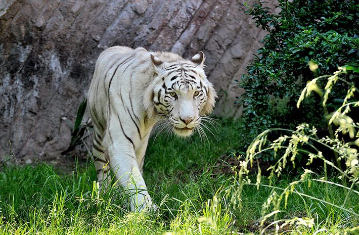 Bioparco, domenica 28 luglio “Insieme per salvare le tigri”