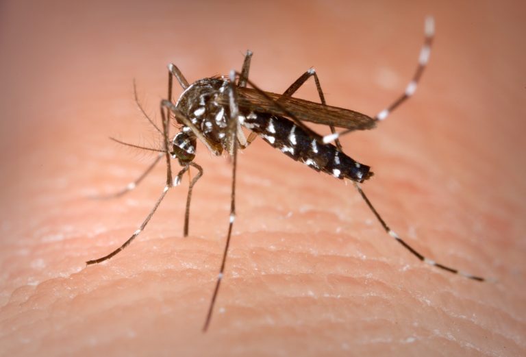 Nuova tecnica dei ricercatori dell’Enea per sconfiggere la zanzara tigre