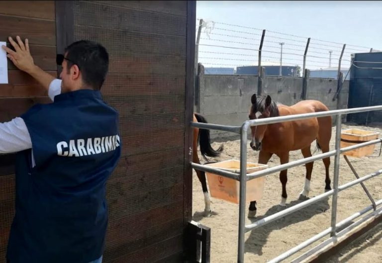 Napoli, sequestrati otto box abusivi che ospitavano 13 cavalli: denunciato il gestore