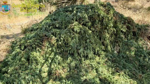 Catania, la Finanza sequestra 11mila piante di cannabis ‘skunk’