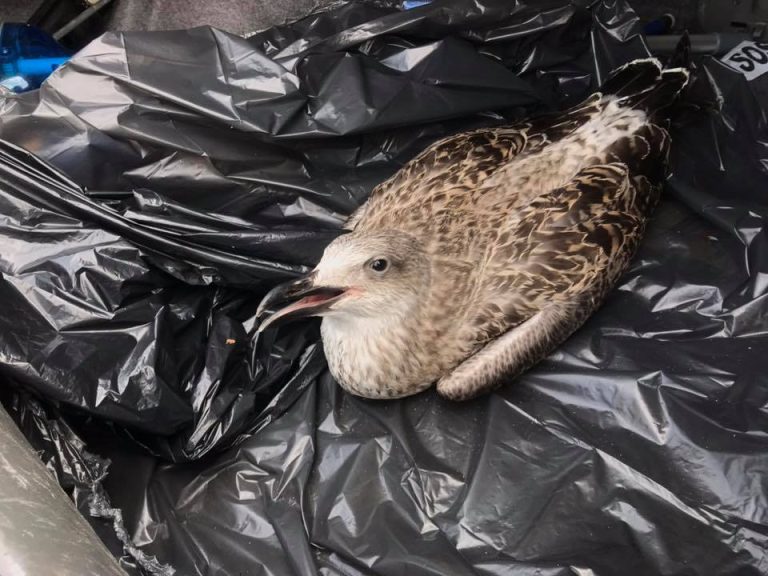 Le Guardie ecozoofile di Fare Ambiente di Cerveteri salvano due gabbiani reali