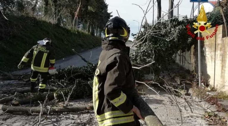Jesi, decine di alberi abbattutti per il maltempo