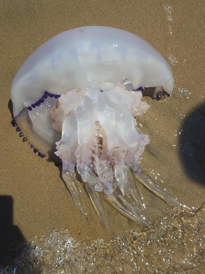 Meduse a Torre Flavia