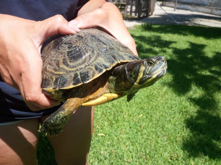 Via O. Romero: nuova vita per le tartarughe acquatiche del Parco Fürstenfeldbruck