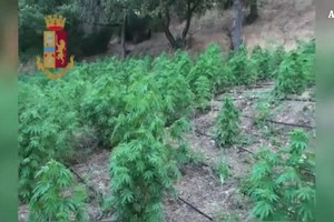 Montefalco (Perugia), scoperta “azienda” familiare dedita alla produzione di cannabis: tre arresti