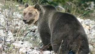 Trentino Alto Adige, prosegue la caccia all’orso “M-49”