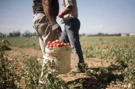 Agricoltura, disco verde alla Legga sul lavoro irregolare