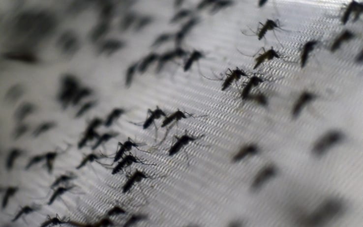 Medicina: pronto l’Atlante cellulare della malaria, la prima mappa sui comportamenti di tali pericolosi insetti