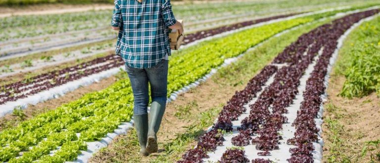 Piano agricolo regionale, disco verde in Giunta