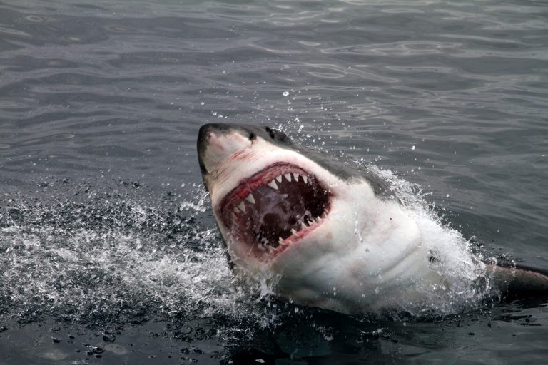 Usa, apprensione a Cape Code per la presenza di alcuni squali bianchihh